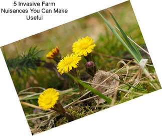 5 Invasive Farm Nuisances You Can Make Useful