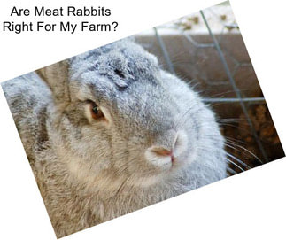 Are Meat Rabbits Right For My Farm?