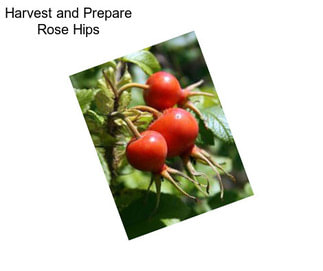 Harvest and Prepare Rose Hips