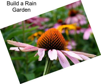 Build a Rain Garden