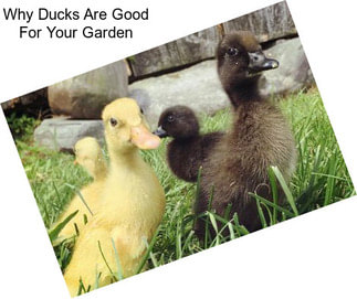 Why Ducks Are Good For Your Garden