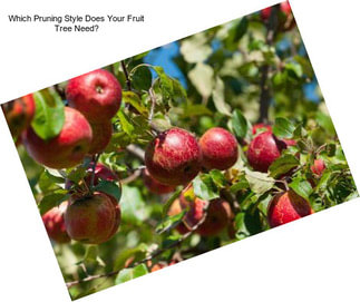 Which Pruning Style Does Your Fruit Tree Need?