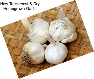 How To Harvest & Dry Homegrown Garlic