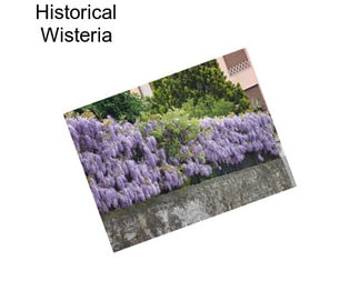 Historical Wisteria