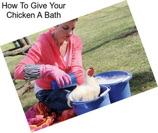 How To Give Your Chicken A Bath