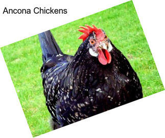 Ancona Chickens