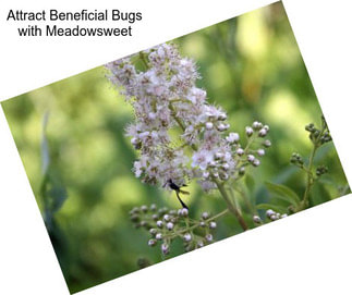 Attract Beneficial Bugs with Meadowsweet