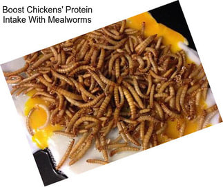 Boost Chickens\' Protein Intake With Mealworms