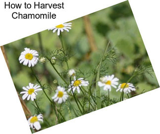 How to Harvest Chamomile