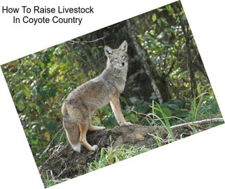 How To Raise Livestock In Coyote Country