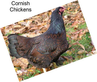 Cornish Chickens