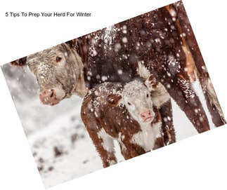 5 Tips To Prep Your Herd For Winter