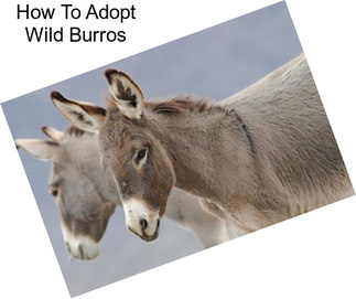 How To Adopt Wild Burros