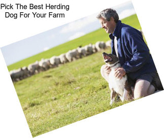 Pick The Best Herding Dog For Your Farm