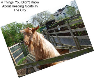 4 Things You Didn\'t Know About Keeping Goats In The City