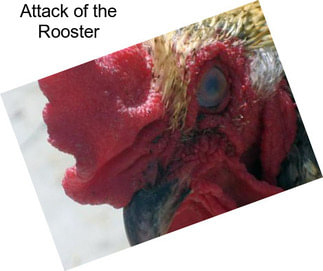 Attack of the Rooster