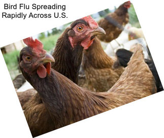 Bird Flu Spreading Rapidly Across U.S.