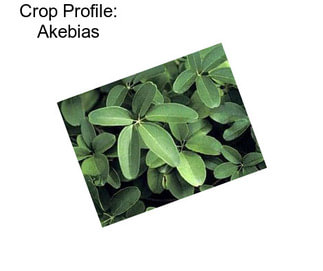Crop Profile: Akebias