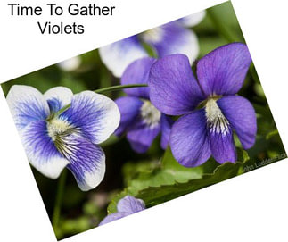 Time To Gather Violets