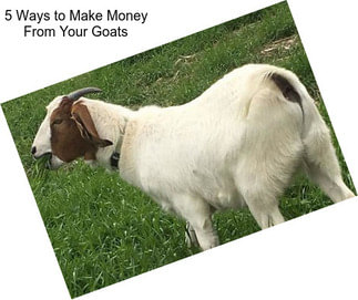 5 Ways to Make Money From Your Goats