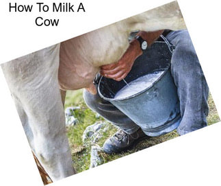 How To Milk A Cow