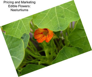 Pricing and Marketing Edible Flowers: Nasturtiums