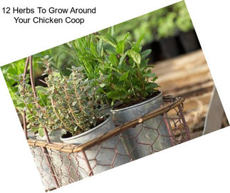 12 Herbs To Grow Around Your Chicken Coop