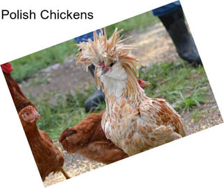 Polish Chickens