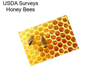 USDA Surveys Honey Bees