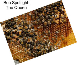 Bee Spotlight: The Queen