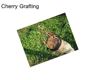 Cherry Grafting