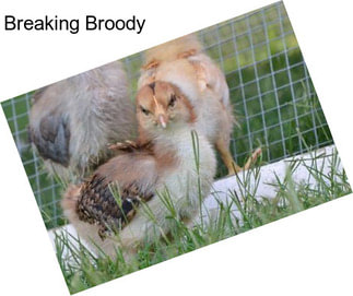 Breaking Broody