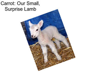 Carrot: Our Small, Surprise Lamb