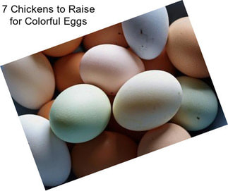 7 Chickens to Raise for Colorful Eggs