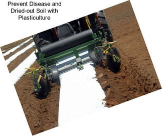 Prevent Disease and Dried-out Soil with Plasticulture