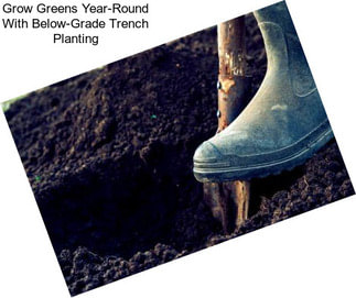 Grow Greens Year-Round With Below-Grade Trench Planting