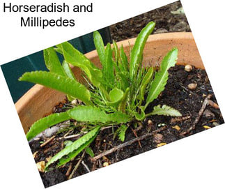 Horseradish and Millipedes