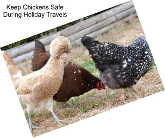 Keep Chickens Safe During Holiday Travels