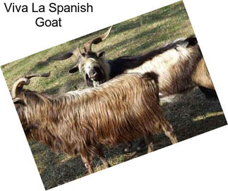 Viva La Spanish Goat