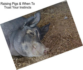Raising Pigs & When To Trust Your Instincts