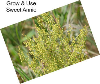 Grow & Use Sweet Annie