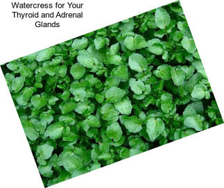 Watercress for Your Thyroid and Adrenal Glands
