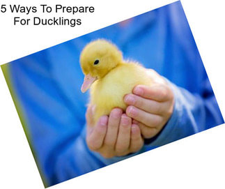 5 Ways To Prepare For Ducklings