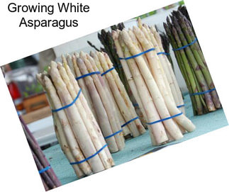 Growing White Asparagus