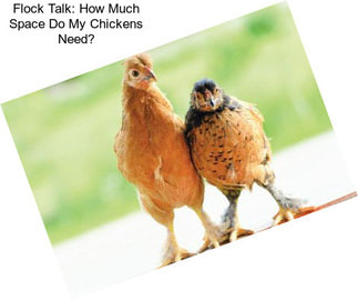 Flock Talk: How Much Space Do My Chickens Need?