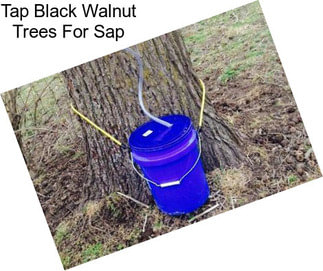 Tap Black Walnut Trees For Sap