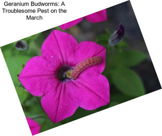 Geranium Budworms: A Troublesome Pest on the March