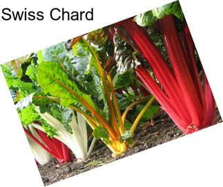 Swiss Chard