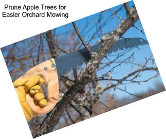 Prune Apple Trees for Easier Orchard Mowing