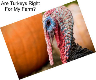 Are Turkeys Right For My Farm?